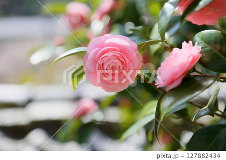 可愛い　ピンクのツバキの花 127882434