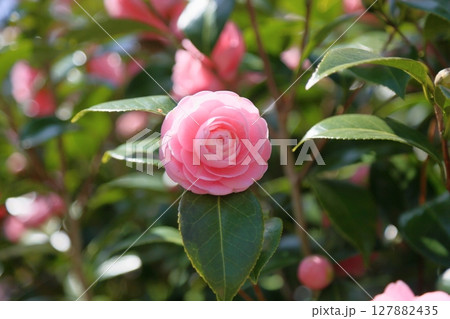 可愛い ピンクのツバキの花 可愛い ピンクのツバキの花 127882435