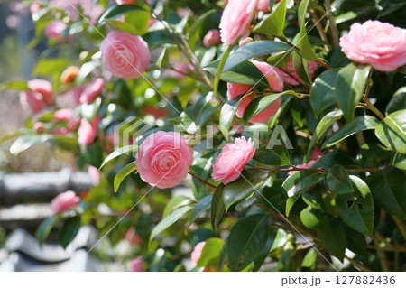 可愛い ピンクのツバキの花 可愛い ピンクのツバキの花 127882436
