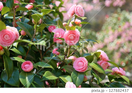 可愛い ピンクのツバキの花 可愛い ピンクのツバキの花 127882437