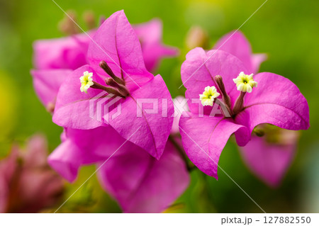 Closeup bougainvillea flower with yellow center and pink bracts Closeup bougainvillea flower with yellow center and pink bracts 127882550