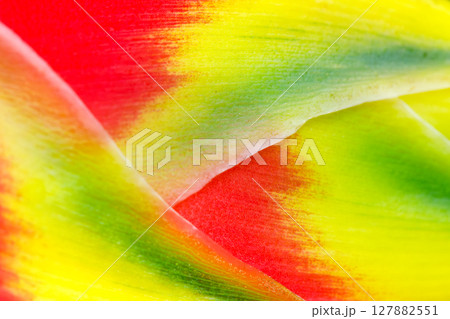 Closeup of heliconia petal with red yellow green gradient texture 127882551