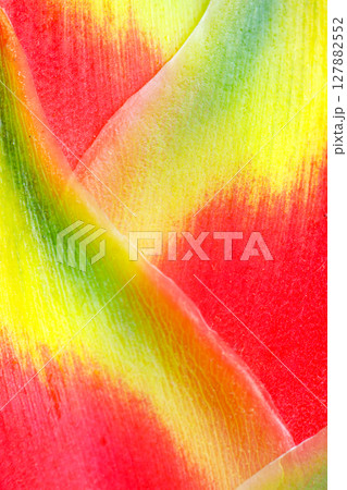 Closeup of heliconia petal with red yellow green gradient texture Closeup of heliconia petal with red yellow green gradient texture 127882552