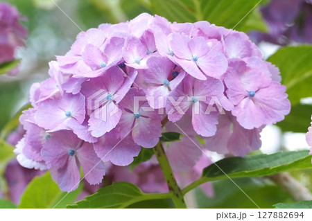 優しいピンク色の紫陽花 127882694