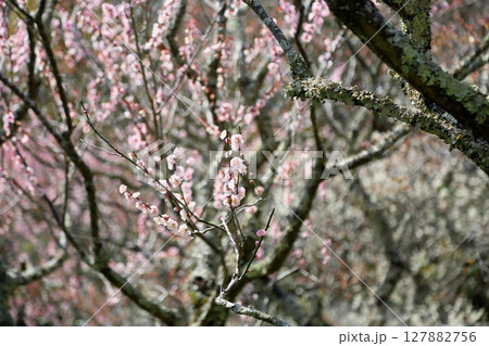 可愛い 淡桃色の梅の花 可愛い 淡桃色の梅の花 127882756
