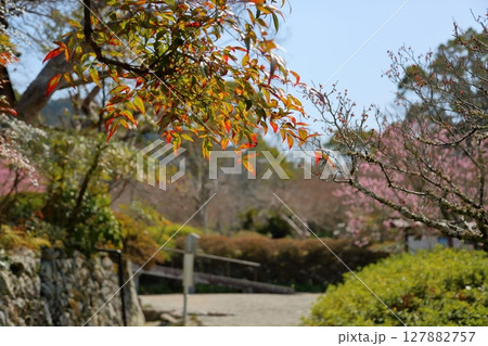 綺麗 紅葉 ナンテンの葉 綺麗 紅葉 ナンテンの葉 127882757