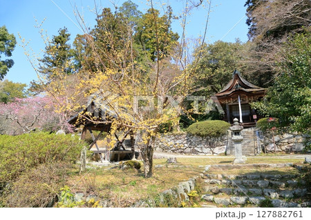 サンシュユの花 満開 サンシュユの花 満開 127882761