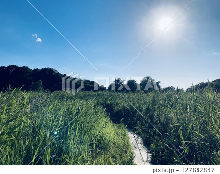 太陽と夏の小道 太陽と夏の小道 127882837