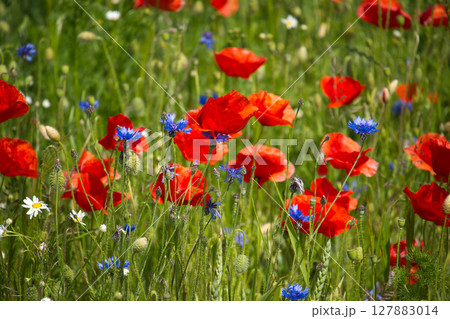 Vibrant field of red poppies and blue cornflowers blooming in the sun. Vibrant field of red poppies and blue cornflowers blooming in the sun. 127883014