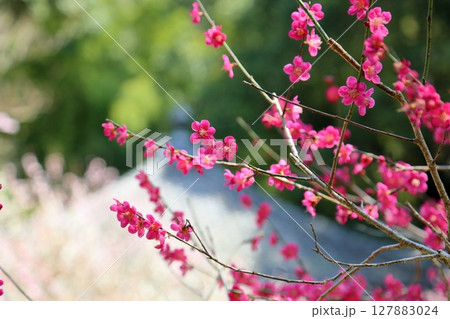 鮮やか 紅梅の花 鮮やか 紅梅の花 127883024
