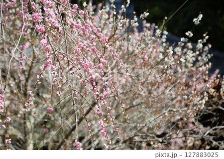 可愛い　ピンクの枝垂れ梅 127883025