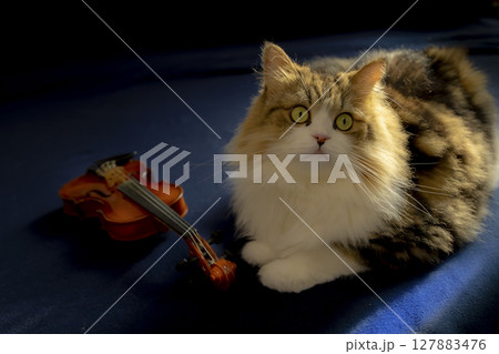 猫とバイオリン(サイベリアンと子供用バイオリン)_02 猫とバイオリン(サイベリアンと子供用バイオリン)_02 127883476