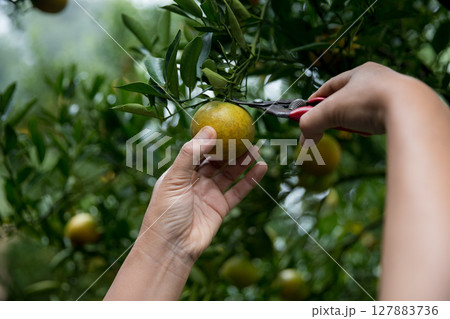 Business farm ripe orange concept farmer hand pick nature fruit citrus orchard mandarin tree growing organic lush leaves background green vibrant garden crop leaf laden branches plant close up growth 127883736