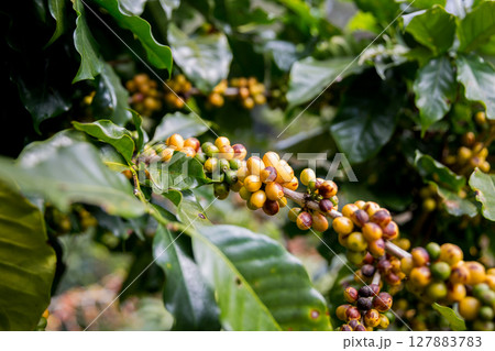 Farmer concept harvest ripe coffee seed robusta arabica berry close up fresh green leaf bean picking orange crop red yellow berries raw plant tree smart farm growth blur background eco organic garden Farmer concept harvest ripe coffee seed robusta arabica berry close up fresh green leaf bean picking orange crop red yellow berries raw plant tree smart farm growth blur background eco organic garden 127883783
