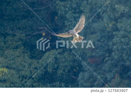 ホバリングしながら獲物を狙うオオタカ 127883807