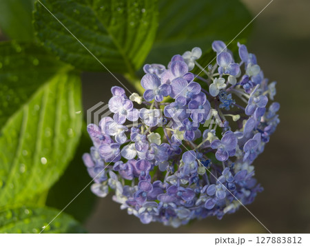 濡れた紫色の紫陽花 濡れた紫色の紫陽花 127883812