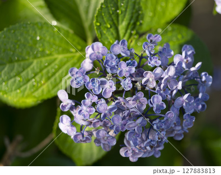 濡れた紫色の紫陽花 127883813