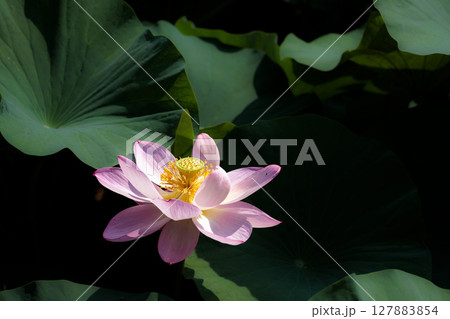 初夏の早朝を彩る清らかなハスの花たち 127883854