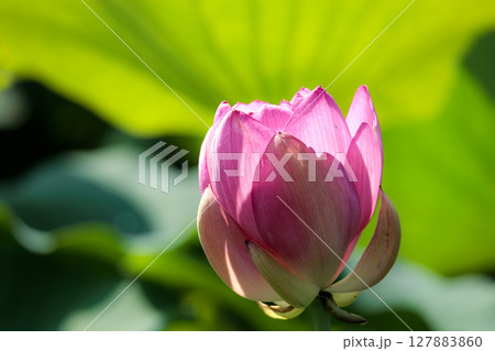 初夏の早朝を彩る清らかなハスの花たち 初夏の早朝を彩る清らかなハスの花たち 127883860