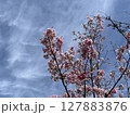 青空に映えるピンクの桜 127883876