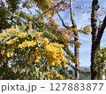 春の花、黄色い花 127883877