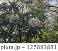 ピンク色の花を咲かせています 127883881