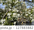 白い花 127883882