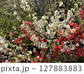 カラフルな紅白の花 127883883