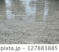 池に映る桜の花びら 127883885