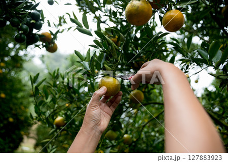 Business farm ripe orange concept farmer hand pick nature fruit citrus orchard mandarin tree growing organic lush leaves background green vibrant garden crop leaf laden branches plant close up growth Business farm ripe orange concept farmer hand pick nature fruit citrus orchard mandarin tree growing organic lush leaves background green vibrant garden crop leaf laden branches plant close up growth 127883923