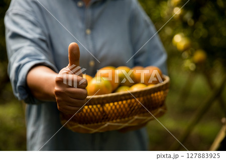 Business farm ripe orange concept farmer hand pick nature fruit citrus orchard mandarin tree growing organic lush leaves background green vibrant garden crop leaf laden branches plant close up growth 127883925
