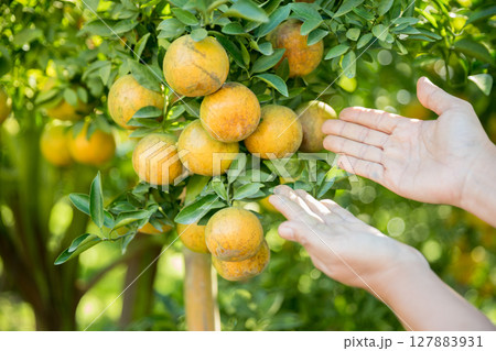 Business farm ripe orange concept farmer hand pick nature fruit citrus orchard mandarin tree growing organic lush leaves background green vibrant garden crop leaf laden branches plant close up growth Business farm ripe orange concept farmer hand pick nature fruit citrus orchard mandarin tree growing organic lush leaves background green vibrant garden crop leaf laden branches plant close up growth 127883931