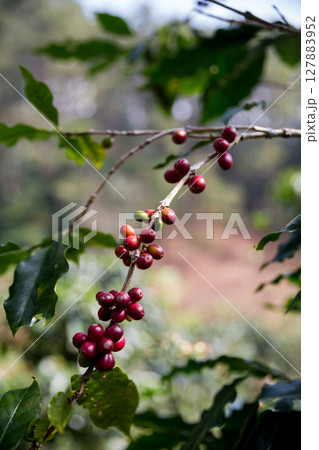 Farmer concept harvest ripe coffee seed robusta arabica berry close up fresh green leaf bean picking orange crop red yellow berries raw plant tree smart farm growth blur background eco organic garden 127883952