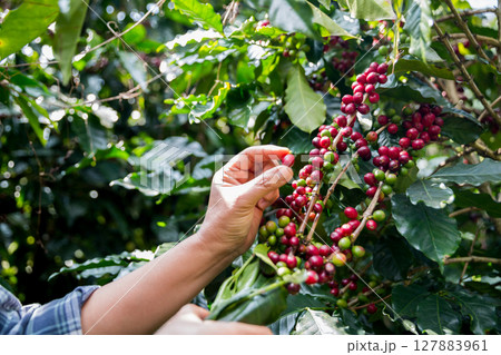 Farmer concept harvest ripe coffee seed robusta arabica berry close up fresh green leaf bean picking orange crop red yellow berries raw plant tree smart farm growth blur background eco organic garden Farmer concept harvest ripe coffee seed robusta arabica berry close up fresh green leaf bean picking orange crop red yellow berries raw plant tree smart farm growth blur background eco organic garden 127883961