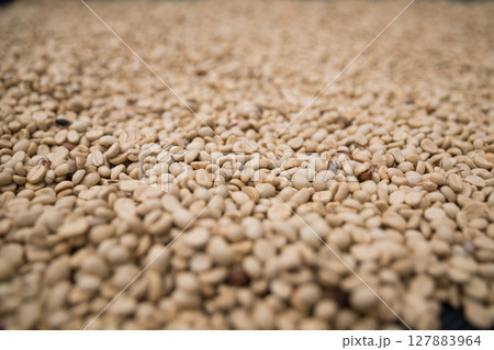 Farmer concept harvest ripe coffee seed robusta arabica berry close up fresh green leaf bean picking orange crop red yellow berries raw plant tree smart farm growth blur background eco organic garden Farmer concept harvest ripe coffee seed robusta arabica berry close up fresh green leaf bean picking orange crop red yellow berries raw plant tree smart farm growth blur background eco organic garden 127883964