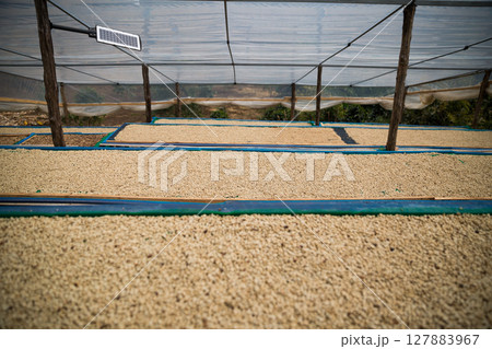 Farmer concept harvest ripe coffee seed robusta arabica berry close up fresh green leaf bean picking orange crop red yellow berries raw plant tree smart farm growth blur background eco organic garden 127883967