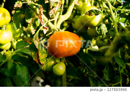 Smart farming techniques hydroponic salad vegetables technology tomato red green ensuring fresh sustainable produce agriculture promotes healthy eating support farmer living local community non gmo 127883998