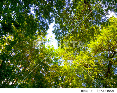 Green Canopy Calm 127884096