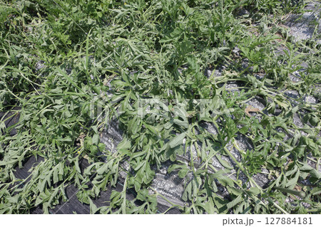 スイカのツルワレ病 127884181