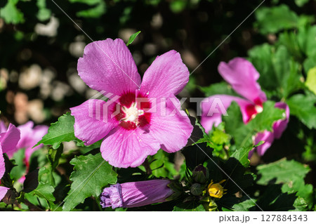 Pink flowers of Hibiscus moscheutos plant close-up. Hibiscus moscheutos, swamp hibiscus, Pink flowers of Hibiscus moscheutos plant close-up. Hibiscus moscheutos, swamp hibiscus, 127884343