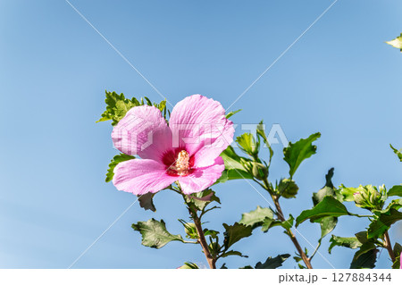 Pink flowers of Hibiscus moscheutos plant close-up. Hibiscus moscheutos, swamp hibiscus, Pink flowers of Hibiscus moscheutos plant close-up. Hibiscus moscheutos, swamp hibiscus, 127884344