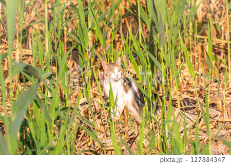 A beautiful fluffy gray cat walks on a green lawn in the sunset light. 127884347