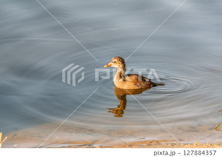 Juvenile Moorhen Chicks Swimming in Natural Wetland Habitat Juvenile Moorhen Chicks Swimming in Natural Wetland Habitat 127884357