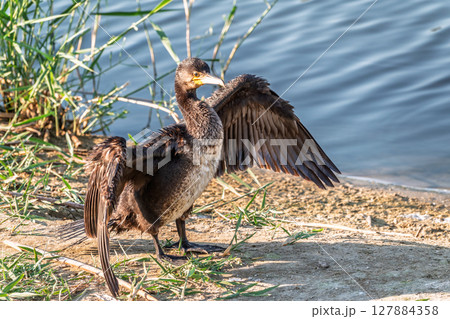 Great cormorant, Phalacrocorax carbo, sits on stone and dries its wings on the wind. Great cormorant, Phalacrocorax carbo, sits on stone and dries its wings on the wind. 127884358