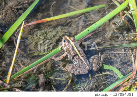 A large green frog sits in the marsh. A large green frog sits in the marsh. 127884381