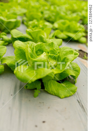 Smart farming techniques hydroponic salad vegetables red oak green lettuce ensuring fresh sustainable produce fresh produce sustainable agriculture promotes healthy eating support local community. 127884462