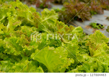 Smart farming techniques hydroponic salad vegetables red oak green lettuce ensuring fresh sustainable produce fresh produce sustainable agriculture promotes healthy eating support local community. Smart farming techniques hydroponic salad vegetables red oak green lettuce ensuring fresh sustainable produce fresh produce sustainable agriculture promotes healthy eating support local community. 127884463