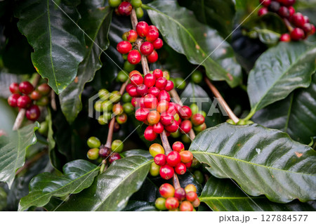 Farmer concept harvest ripe coffee seed robusta arabica berry close up fresh green leaf bean picking orange crop red yellow berries raw plant tree smart farm growth blur background eco organic garden Farmer concept harvest ripe coffee seed robusta arabica berry close up fresh green leaf bean picking orange crop red yellow berries raw plant tree smart farm growth blur background eco organic garden 127884577