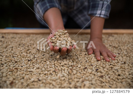 Farmer concept hand harvest ripe coffee seed robusta arabica berry close up fresh green leaf bean picking orange crop red yellow berries raw plant tree farm growth blur background eco organic garden 127884579