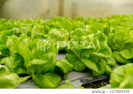 Smart farming techniques hydroponic salad vegetables red oak green lettuce ensuring fresh sustainable produce fresh produce sustainable agriculture promotes healthy eating support local community. Smart farming techniques hydroponic salad vegetables red oak green lettuce ensuring fresh sustainable produce fresh produce sustainable agriculture promotes healthy eating support local community. 127884595